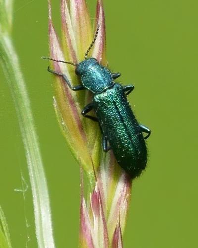 Réf. 254 478 : Psilothrix viridicoerulea